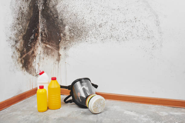Best Attic Mold Remediation in Crab Orchard, WV