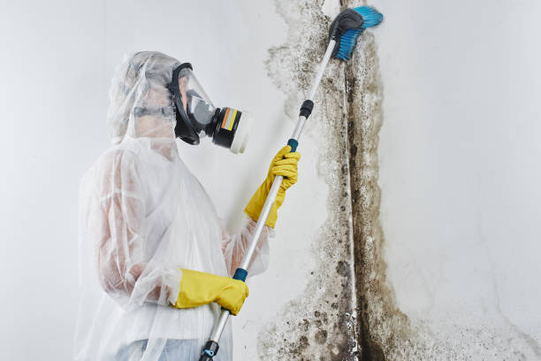 Best Preventive Mold Services in Crab Orchard, WV