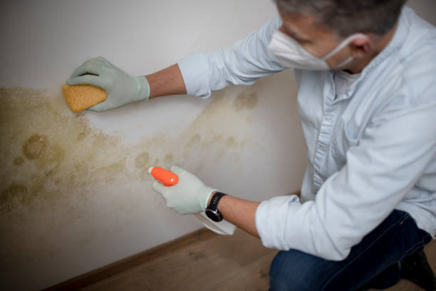 Best Mold Remediation for Specific Building Types in Crab Orchard, WV