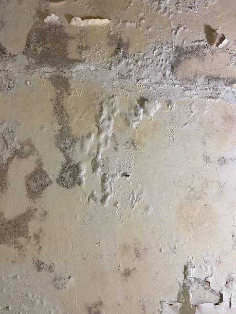 Best Residential Mold Remediation in Crab Orchard, WV