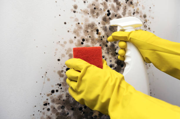 Best Insurance-Related Mold Remediation in Crab Orchard, WV