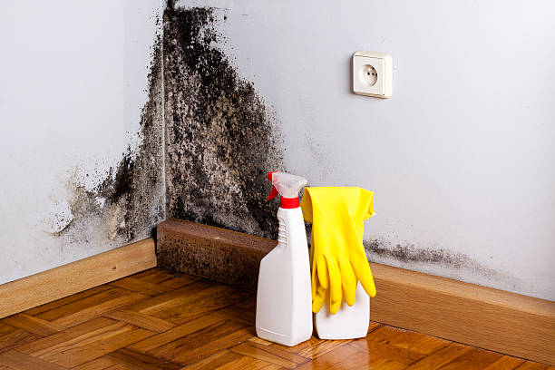 Best Mold Testing and Inspection Services in Crab Orchard, WV